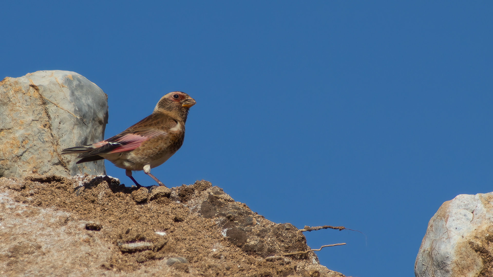 Crimson-winged Finch